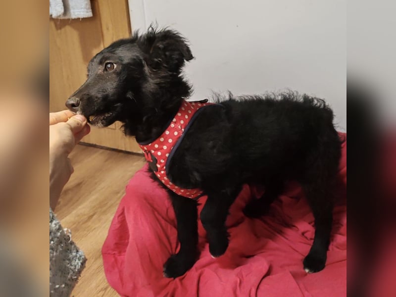 Bailey eine schwarze Perle
