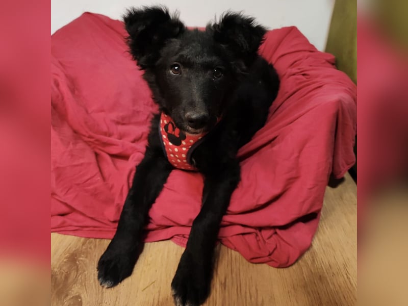 Bailey eine schwarze Perle