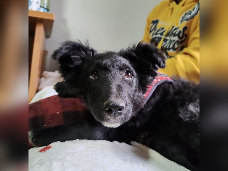 Bailey eine schwarze Perle