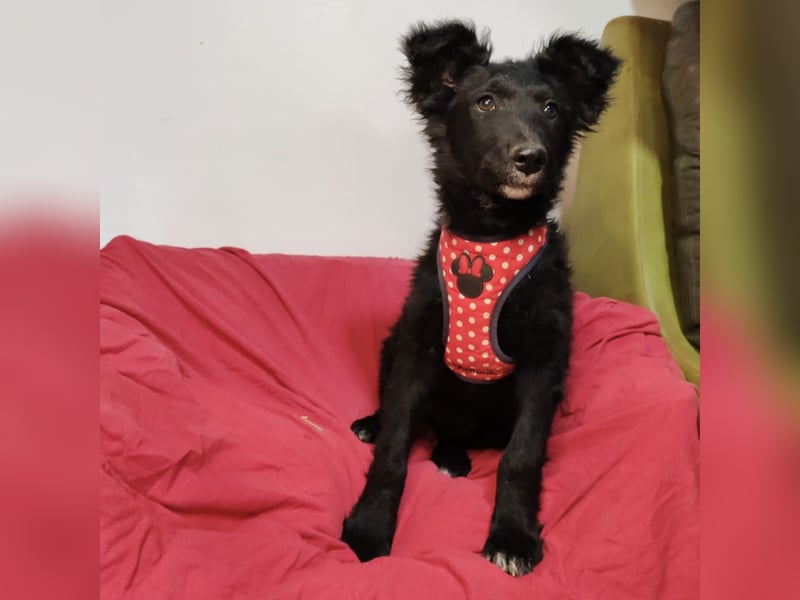 Bailey eine schwarze Perle