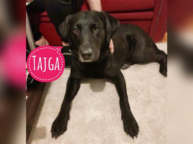 Tajga eine fertige Familienhündin