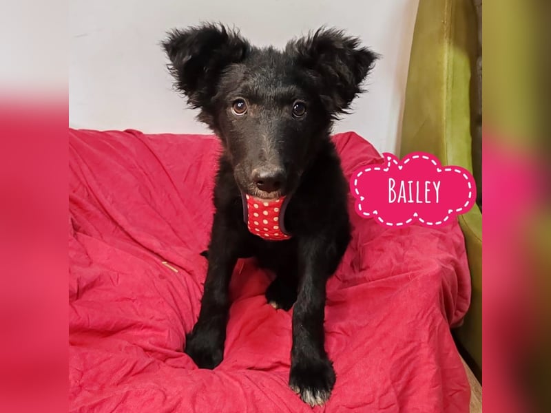 Bailey eine schwarze Perle