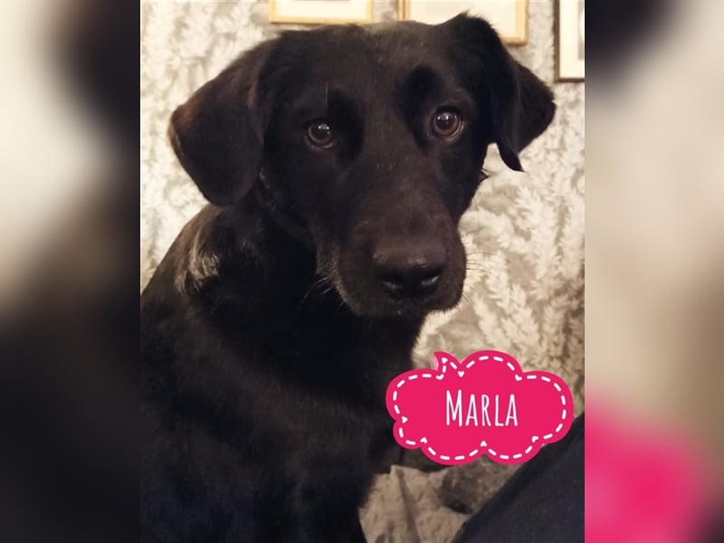 Marla eine ängstliche Hündin