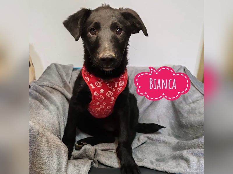 Bianca eine schwarze Perle