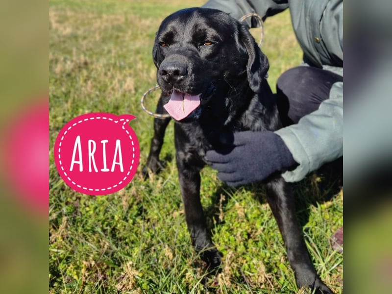 Aria eine schwarze Schönheit