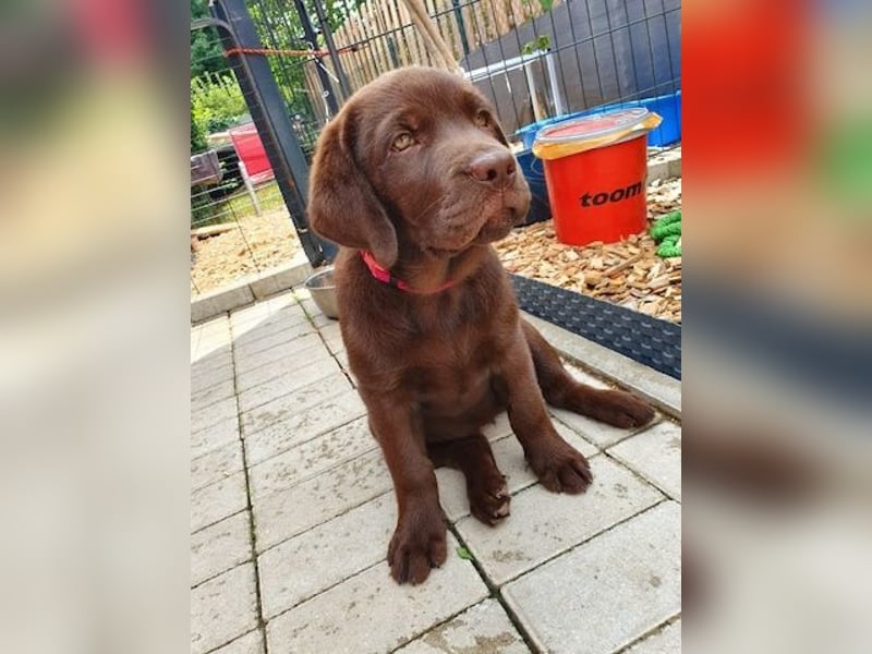 labrador Retriever Welpen zu verkaufen