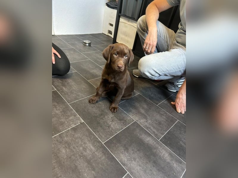 reinrassige labrador welpen weibchen