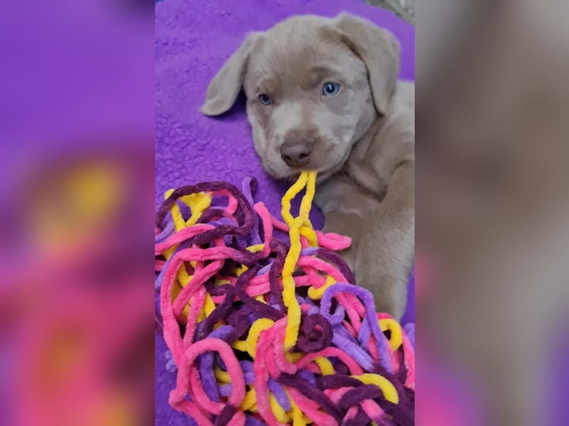 Labrador Aussiedor Welpen aus liebevoller Zucht