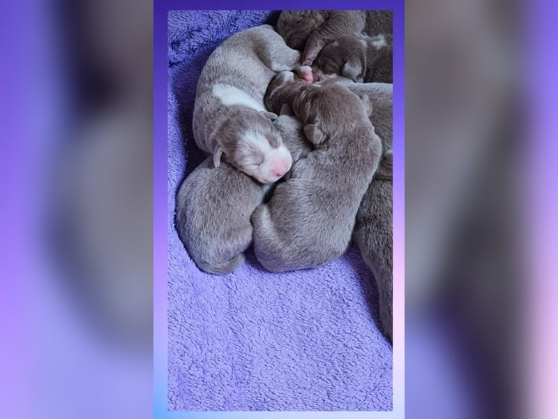 Labrador Aussiedor Welpen  in silber und silber merle aus liebevoller Zucht