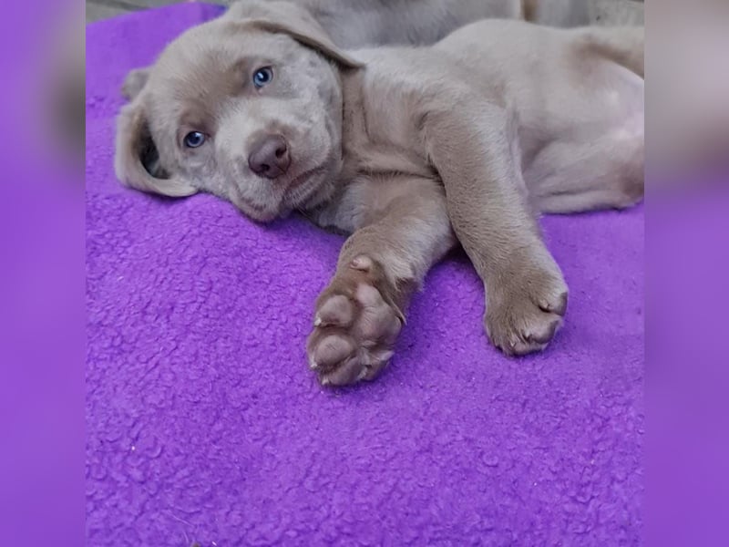 Labrador Aussiedor Welpen aus liebevoller Zucht