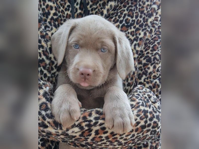 Labrador Aussiedor Welpen aus liebevoller Zucht