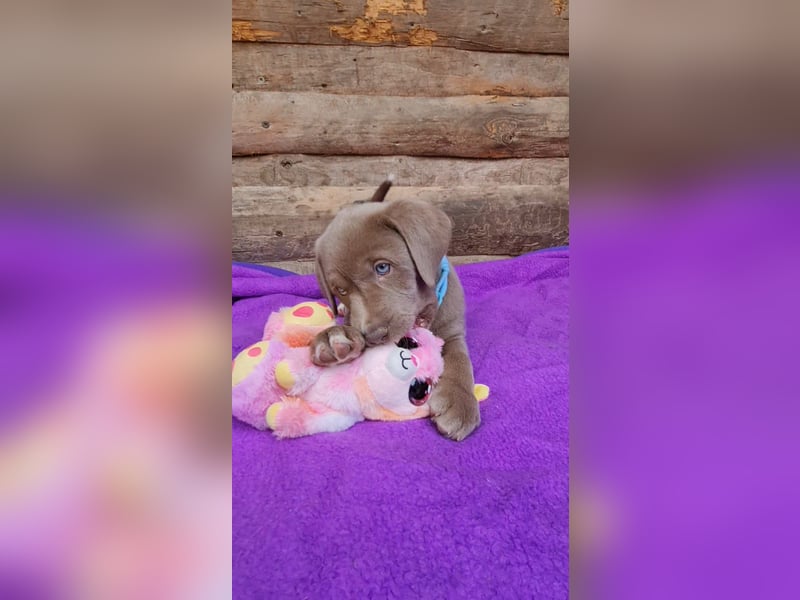 Labrador Aussiedor Welpen aus liebevoller Zucht