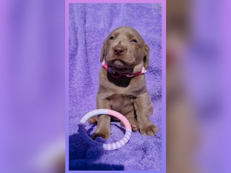 Labrador Aussiedor Welpen  in silber und silber merle aus liebevoller Zucht