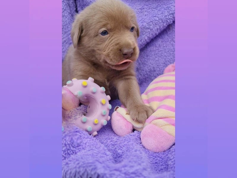 Labrador Aussiedor Welpen  in silber und silber merle aus liebevoller Zucht