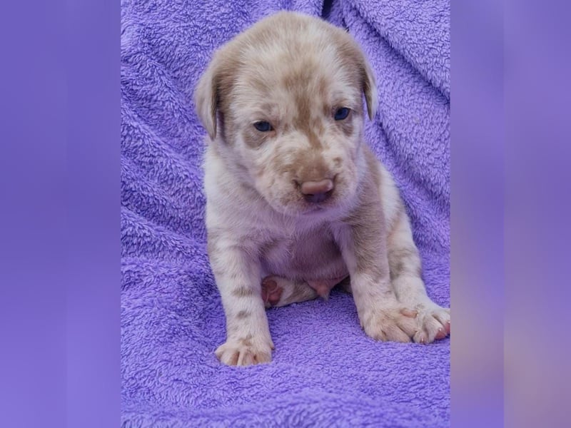 Labrador Aussiedor Welpen  in silber und silber merle aus liebevoller Zucht