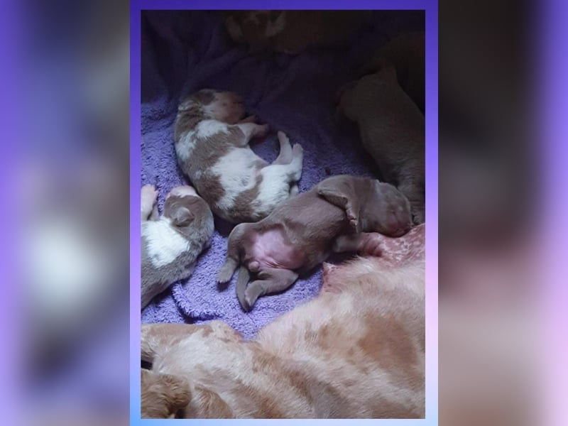 Labrador Aussiedor Welpen  in silber und silber merle aus liebevoller Zucht