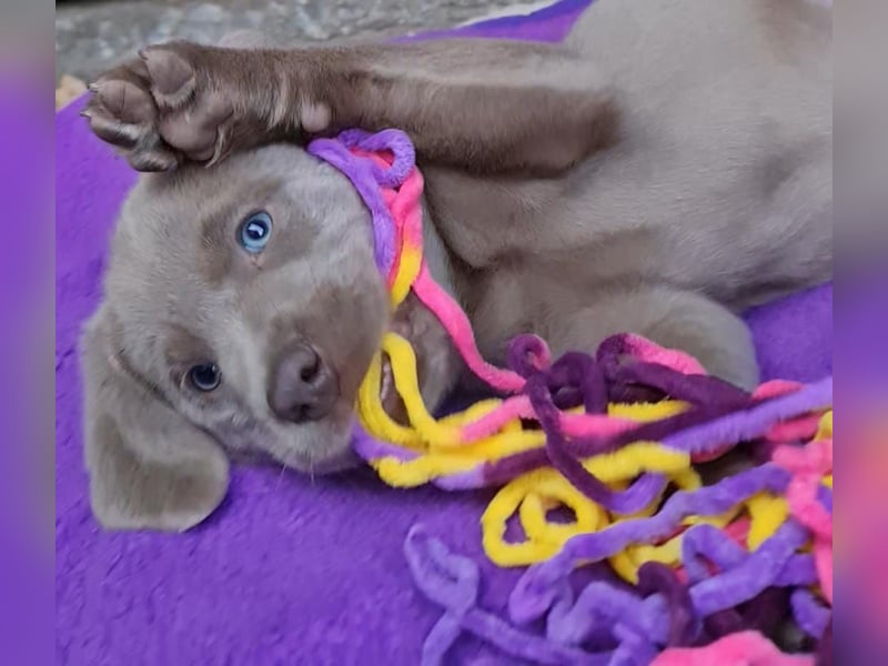 Labrador Aussiedor Welpen aus liebevoller Zucht