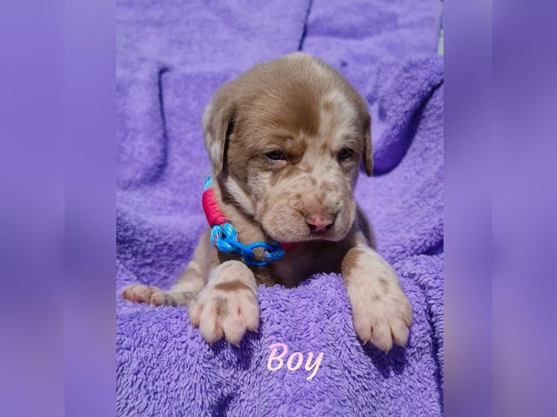 Labrador Aussiedor Welpen  in silber und silber merle aus liebevoller Zucht