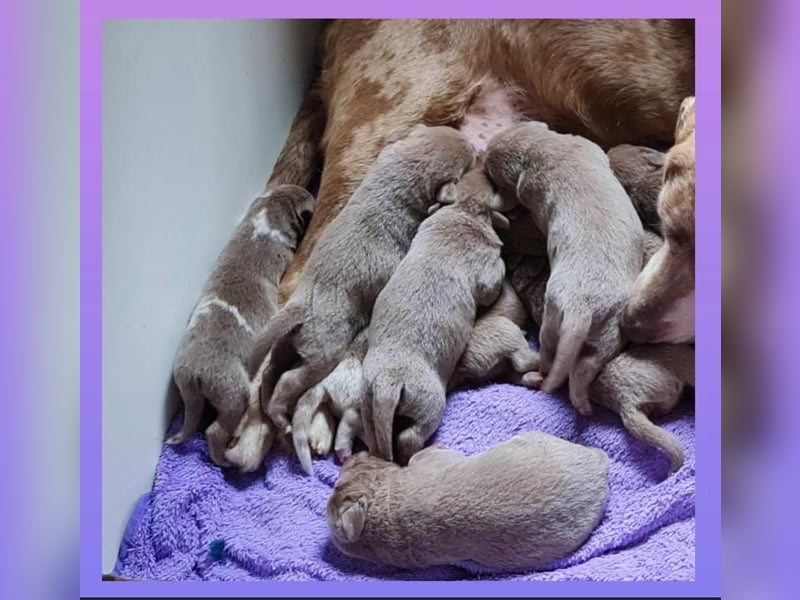 Labrador Aussiedor Welpen  in silber und silber merle aus liebevoller Zucht