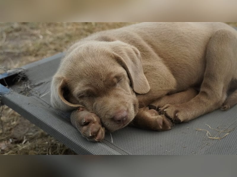 Labrador silber Welpen mit Ahnennachweis Juli '25