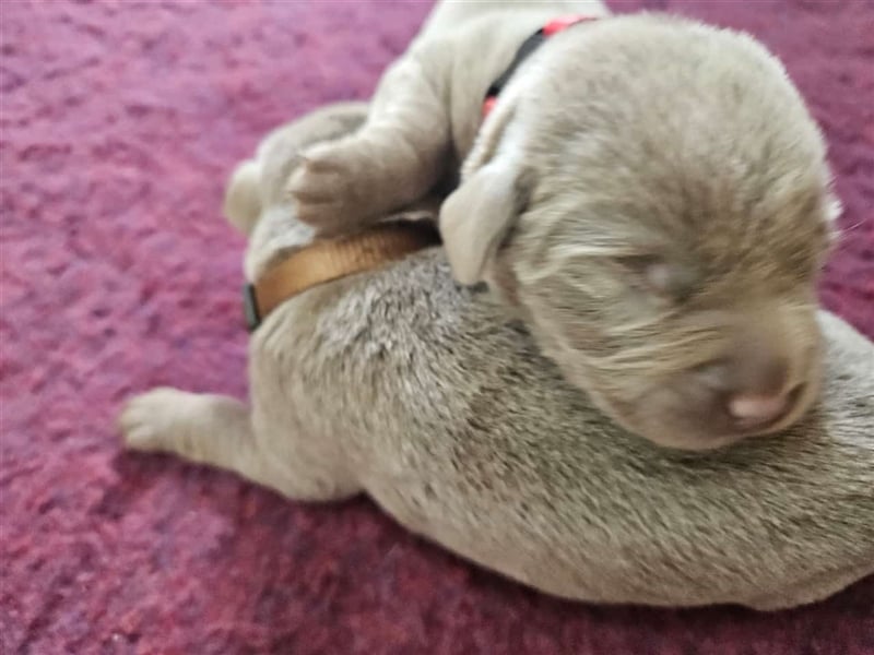Labrador silber Welpen mit Ahnennachweis Juli '25