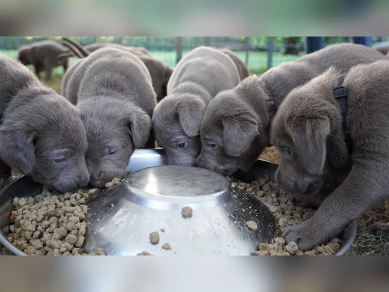 Labrador silber Welpen mit Ahnennachweis Juli '25