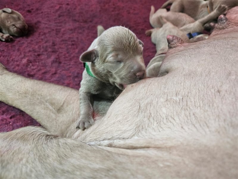 Labrador silber Welpen mit Ahnennachweis Juli '25