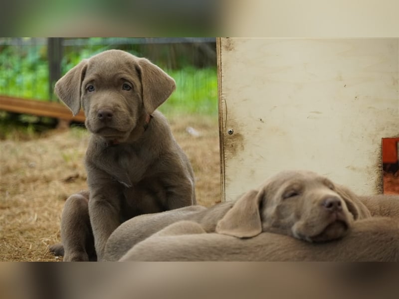Labrador silber Welpen mit Ahnennachweis Juli '25