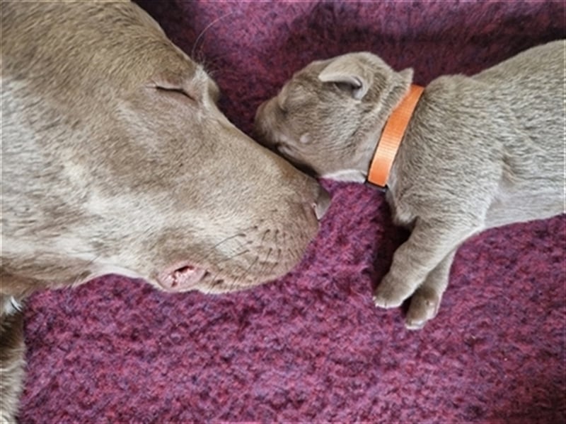 Labrador silber Welpen mit Ahnennachweis Juli '25