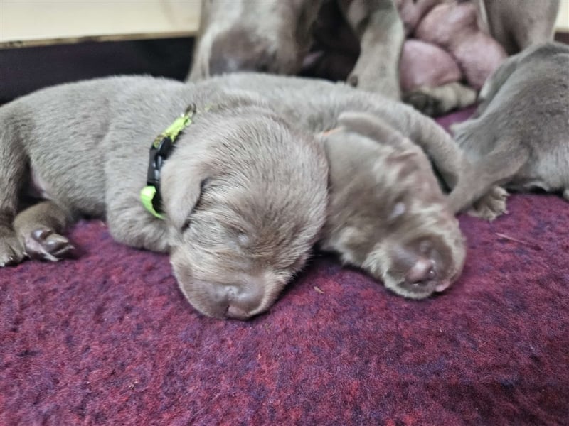Labrador silber Welpen mit Ahnennachweis Juli '25