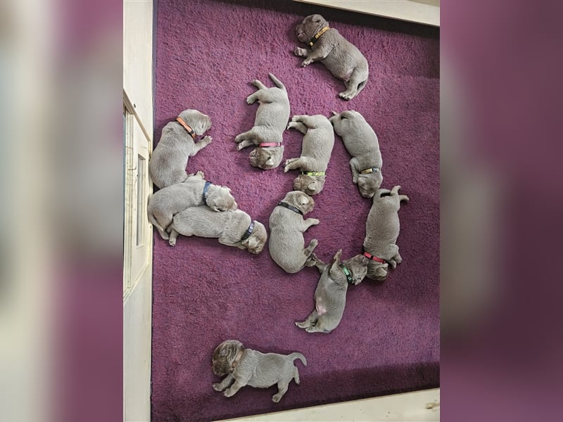 Labrador silber Welpen mit Ahnennachweis Juli '25