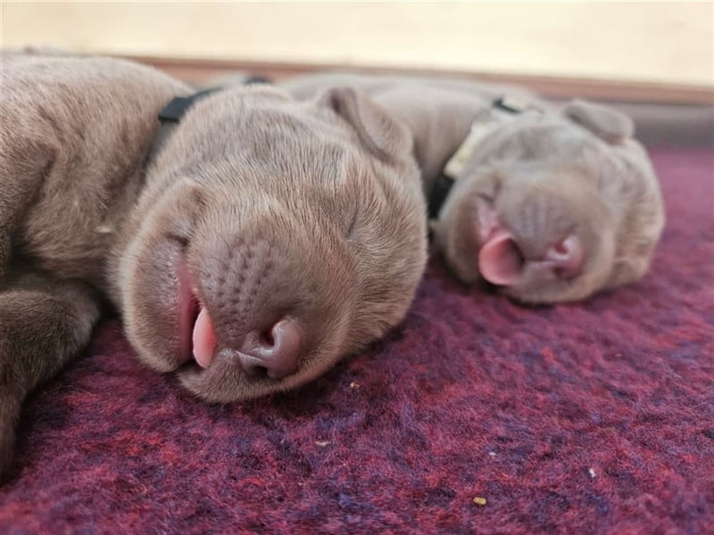 Labrador silber Welpen mit Ahnennachweis Juli '25