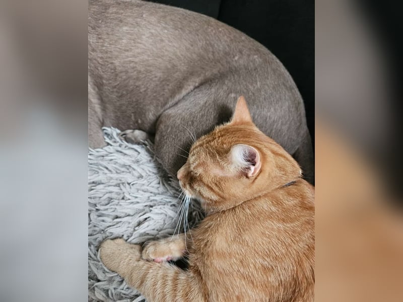 Labrador silber Welpen mit Ahnennachweis Juli '25