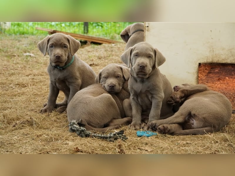 Labrador silber Welpen mit Ahnennachweis Juli '25