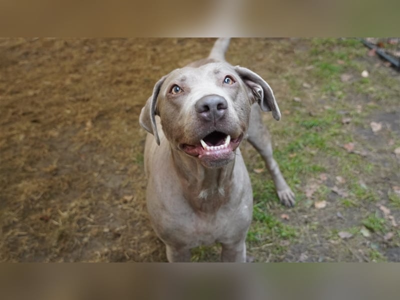 Labrador silber Welpen mit Ahnennachweis Juli '25