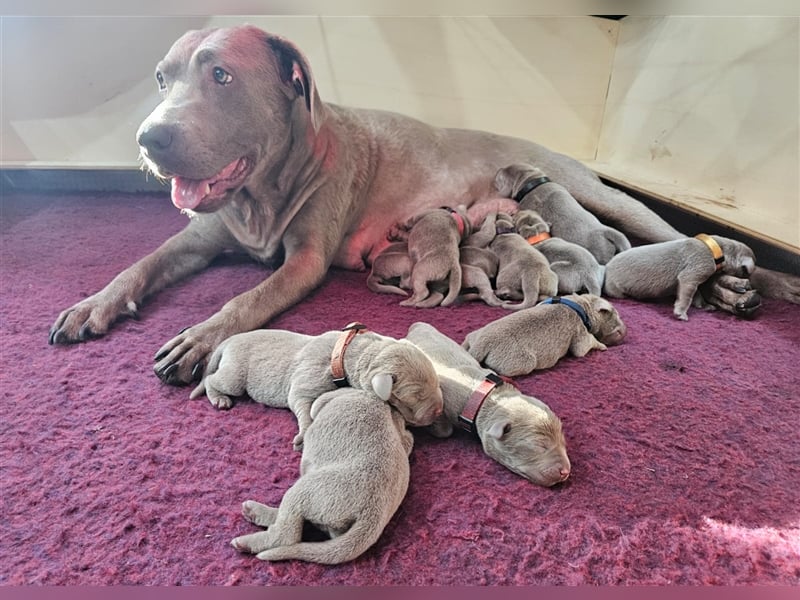 Labrador silber Welpen mit Ahnennachweis Juli '25