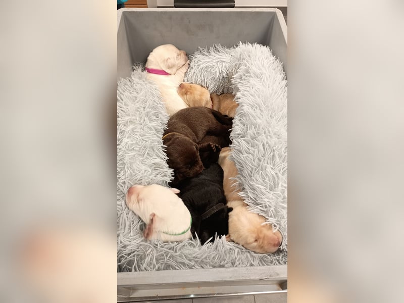Labrador Retriever Welpen Reinrassig mit Ahnentafel Tolle Farben