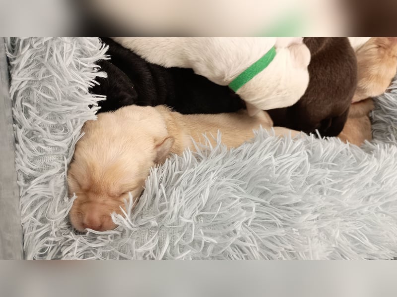 Labrador Retriever Welpen Reinrassig mit Ahnentafel Tolle Farben