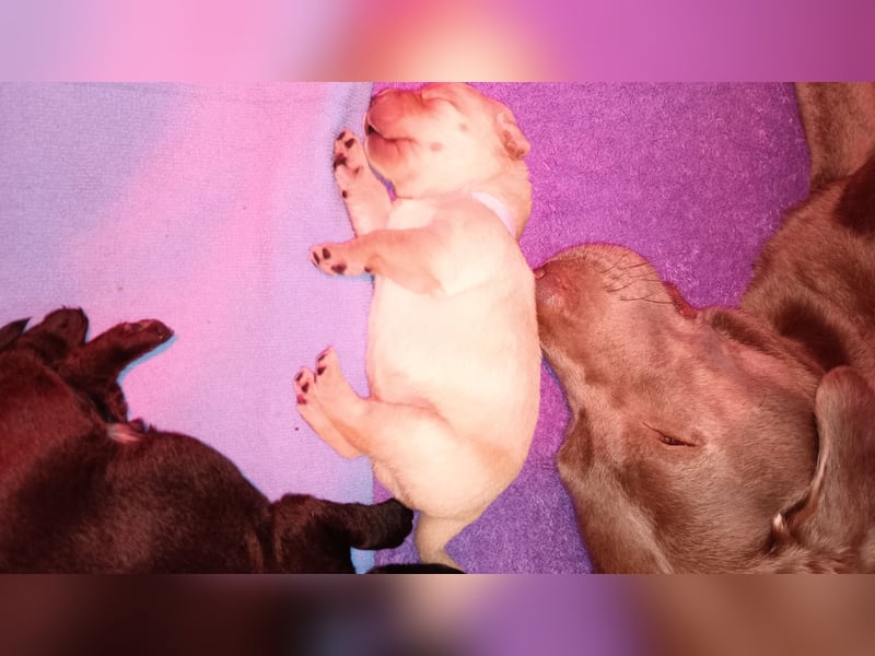 Labrador Retriever Welpen Reinrassig mit Ahnentafel Tolle Farben