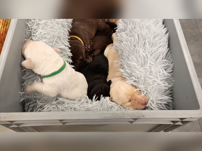 Labrador Retriever Welpen Reinrassig mit Ahnentafel Tolle Farben