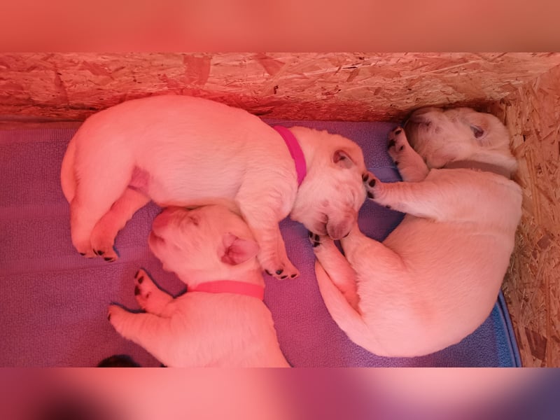 Labrador Retriever Welpen Reinrassig mit Ahnentafel Tolle Farben