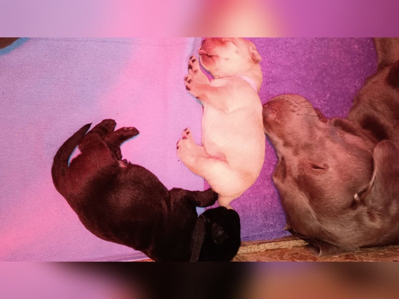 Labrador Retriever Welpen Reinrassig mit Ahnentafel Tolle Farben