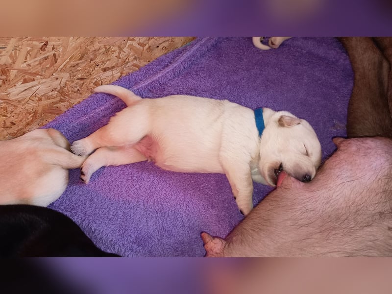 Labrador Retriever Welpen Reinrassig mit Ahnentafel Tolle Farben