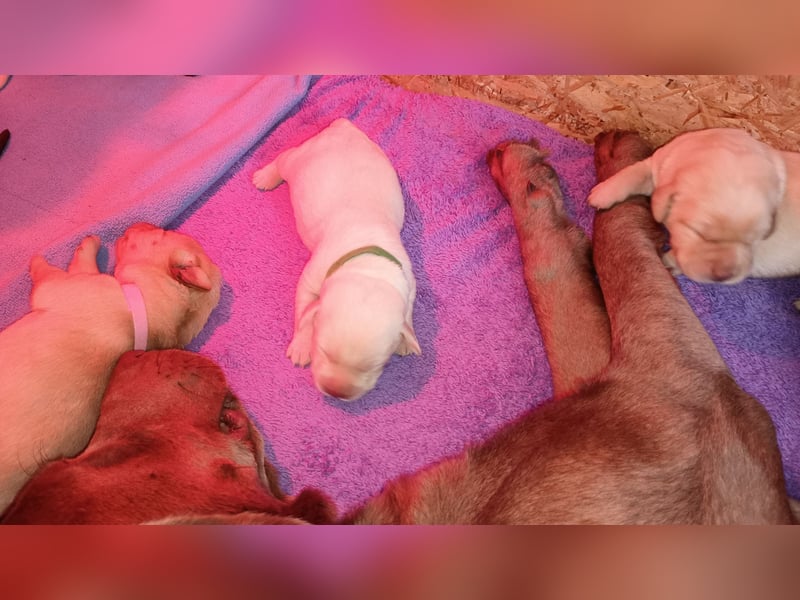 Labrador Retriever Welpen Reinrassig mit Ahnentafel Tolle Farben