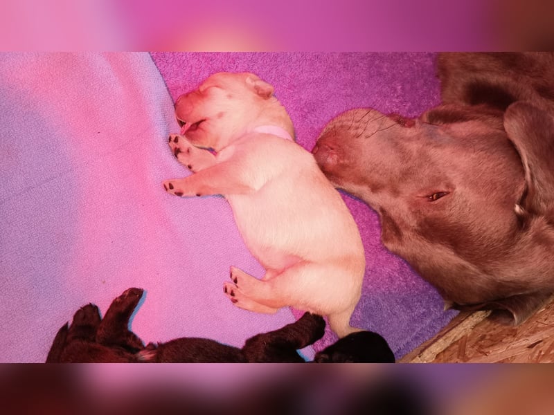 Labrador Retriever Welpen Reinrassig mit Ahnentafel Tolle Farben