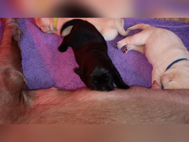 Labrador Retriever Welpen Reinrassig mit Ahnentafel Tolle Farben