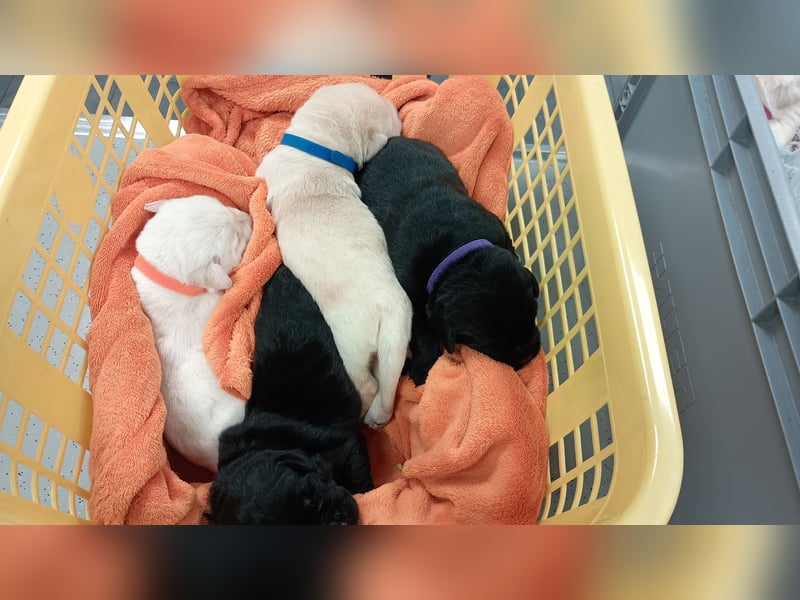 Labrador Retriever Welpen Reinrassig mit Ahnentafel Tolle Farben