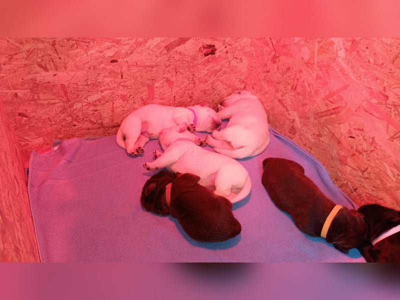 Labrador Retriever Welpen Reinrassig mit Ahnentafel Tolle Farben