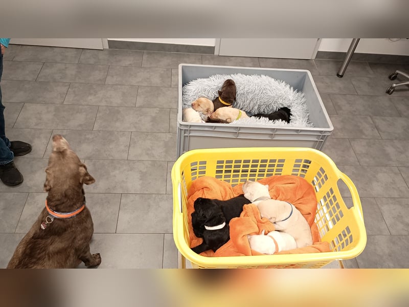 Labrador Retriever Welpen Reinrassig mit Ahnentafel Tolle Farben