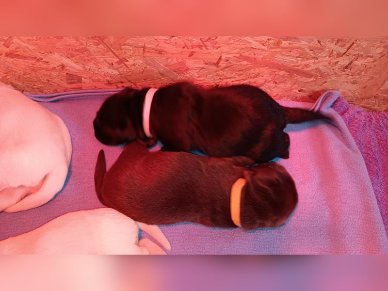 Labrador Retriever Welpen Reinrassig mit Ahnentafel Tolle Farben